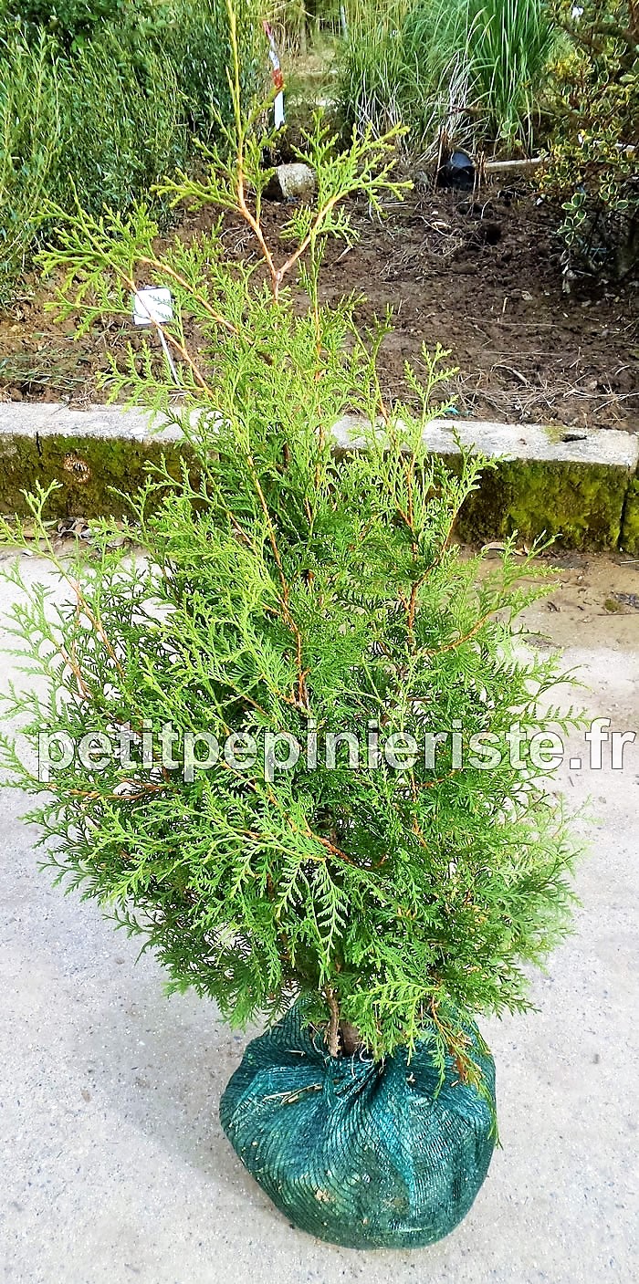 thuja